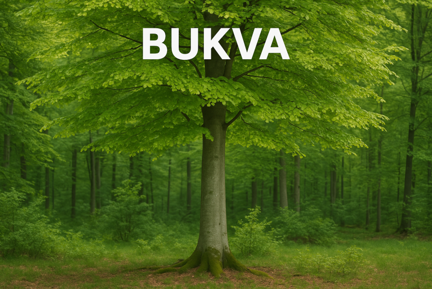 Bukva, Fagus sylvatica