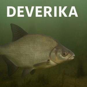 deverika, Abramis brama