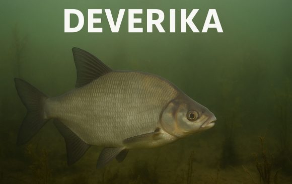 DEVERIKA_FEAT deverika, Abramis brama