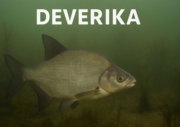 deverika, Abramis brama