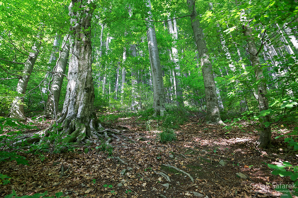 park prirode Papuk, šuma