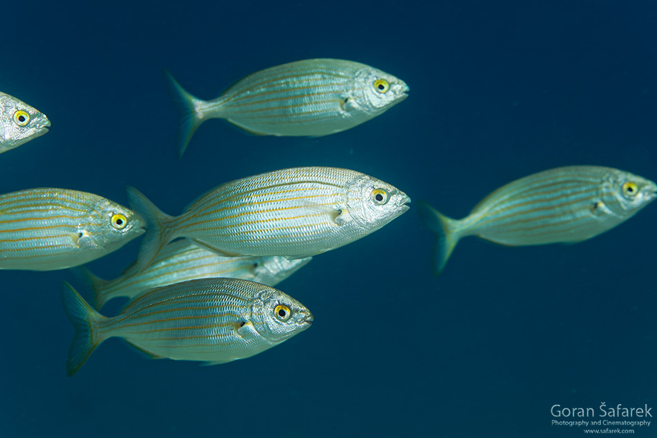Salpa, Sarpa salpa