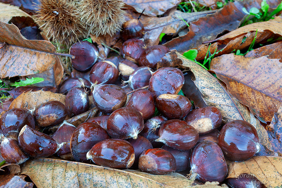 divlji kesten, Castanea sativa, kesten