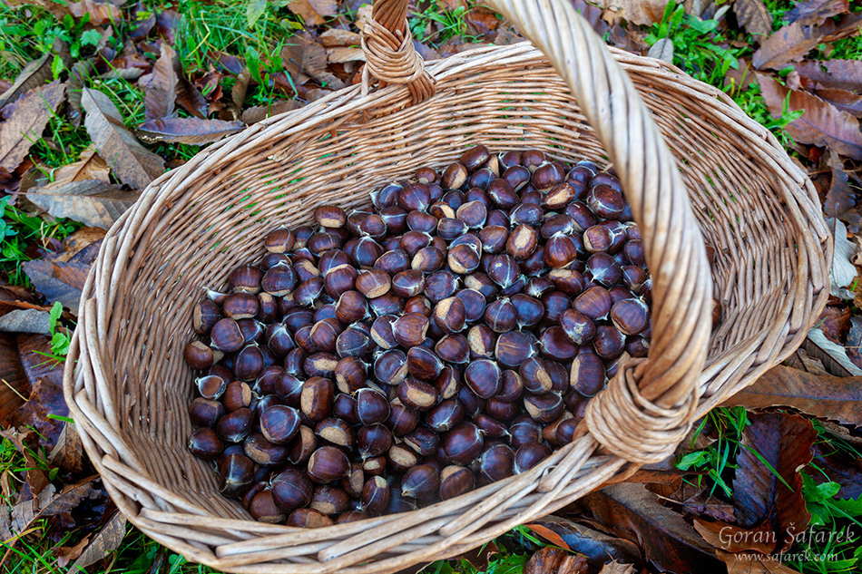 divlji kesten, Castanea sativa, kesten
