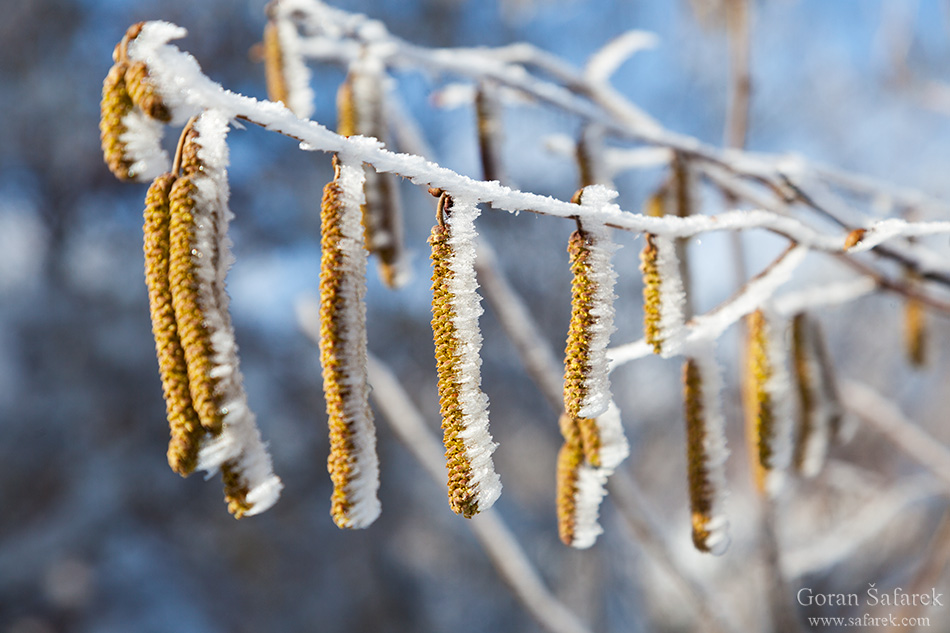 lijeska, Corylus avellana
