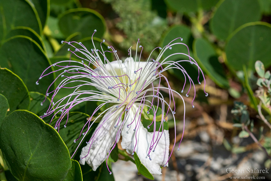 Capparis spinosa, kapar