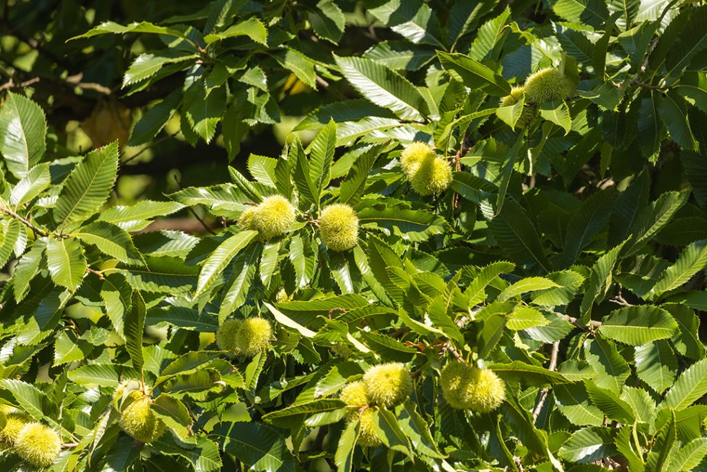 divlji kesten, Castanea sativa, kesten