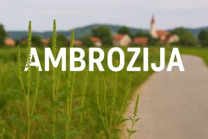 ambrozija, Ambrosia artemisiifolia