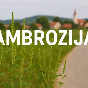 ambrozija, Ambrosia artemisiifolia