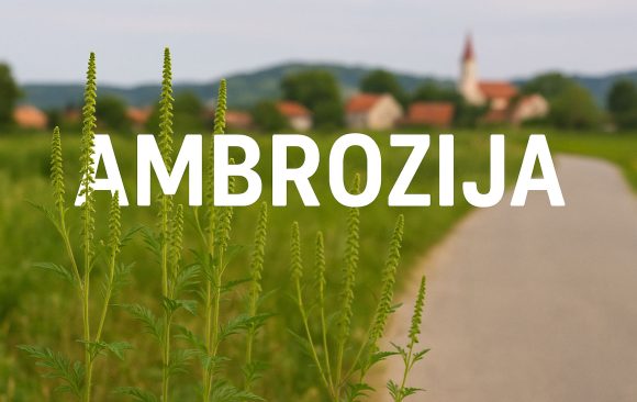 ambrozija_feat ambrozija, Ambrosia artemisiifolia