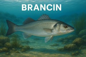 brancin, Dicentrarchus labrax