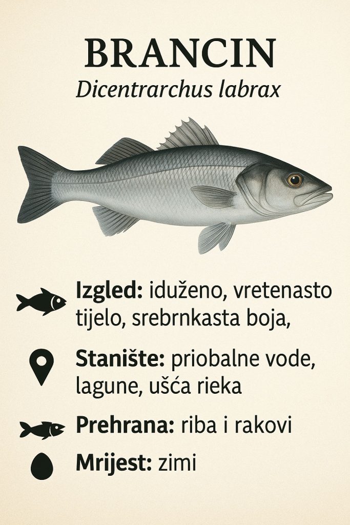 brancin, Dicentrarchus labrax