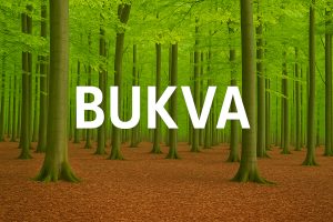 Bukva, Fagus sylvatica