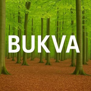 Bukva, Fagus sylvatica