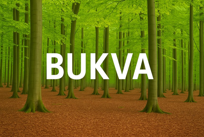 Bukva, Fagus sylvatica