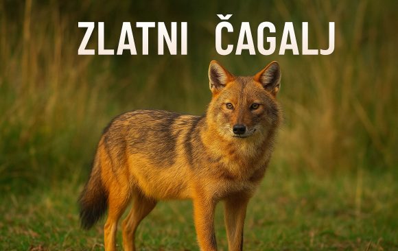zlatni čagalj, Canis aureus