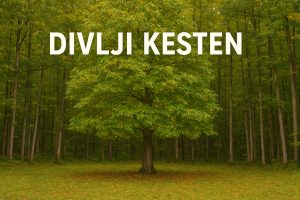 divlji kesten, Castanea sativa, kesten