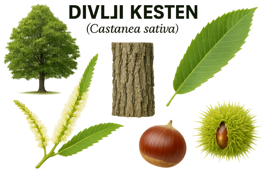 divlji kesten, Castanea sativa, kesten
