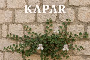 Capparis spinosa, kapar