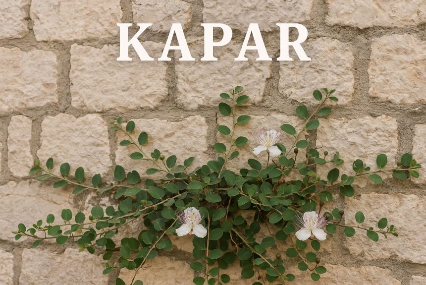 Capparis spinosa, kapar