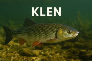 Klen, Squalius cephalus