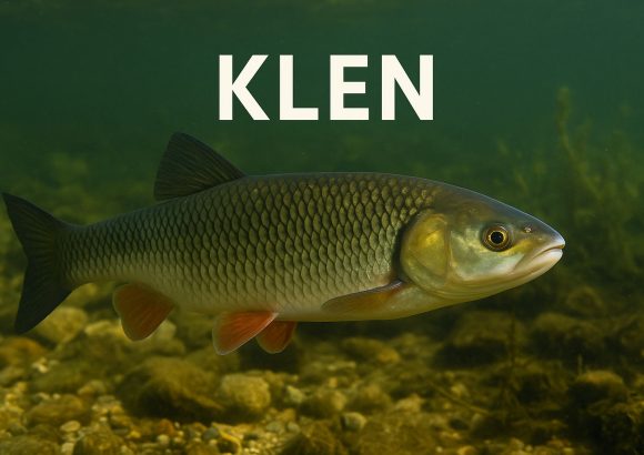 Klen, Squalius cephalus