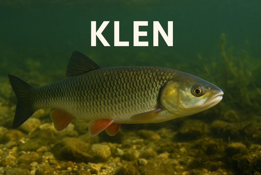 Klen, Squalius cephalus