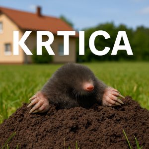Krtica, Talpa europaea