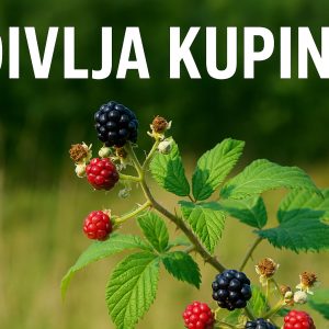 divlja kupina, Rubus fruticosus, kupina