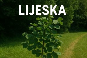 lijeska, Corylus avellana