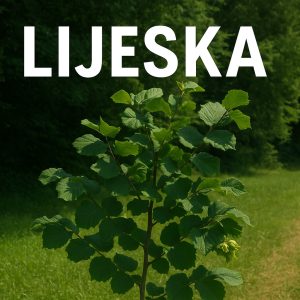 lijeska, Corylus avellana