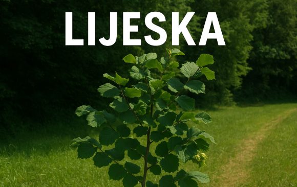 lijeska_feat lijeska, Corylus avellana