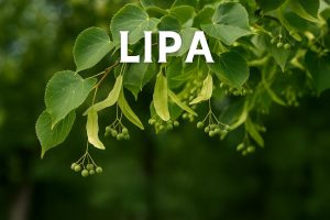 lipa, tilia, drvo