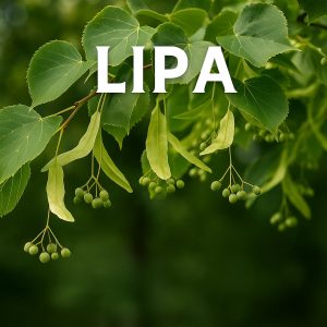 lipa, tilia, drvo
