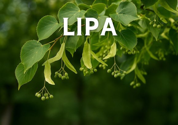 lipa, tilia, drvo