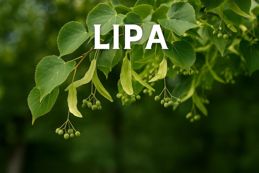 lipa, tilia, drvo