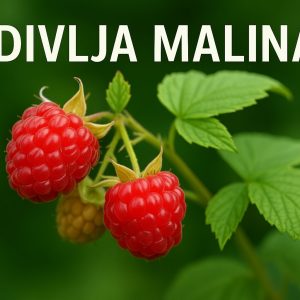 malina, Rubus idaeus