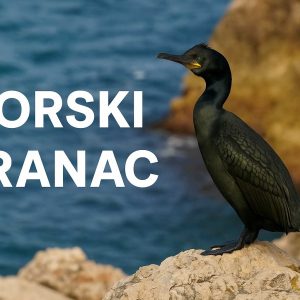 morski vranac Gulosus aristotelis, Phalacrocorax aristotelis