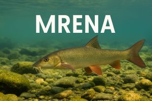 mrena, Barbus barbus