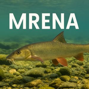 mrena, Barbus barbus