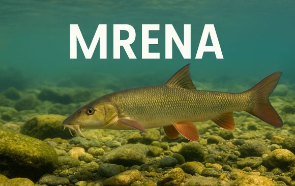 mrena_feat mrena, Barbus barbus
