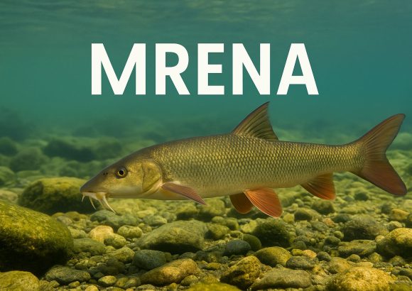 mrena, Barbus barbus