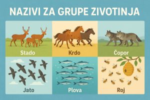 nazivi za grupe životinja