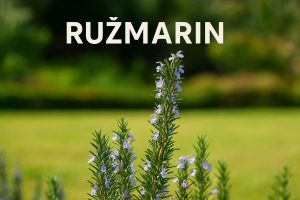 ružmarin, Rosmarinus officinalis