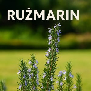 ružmarin, Rosmarinus officinalis