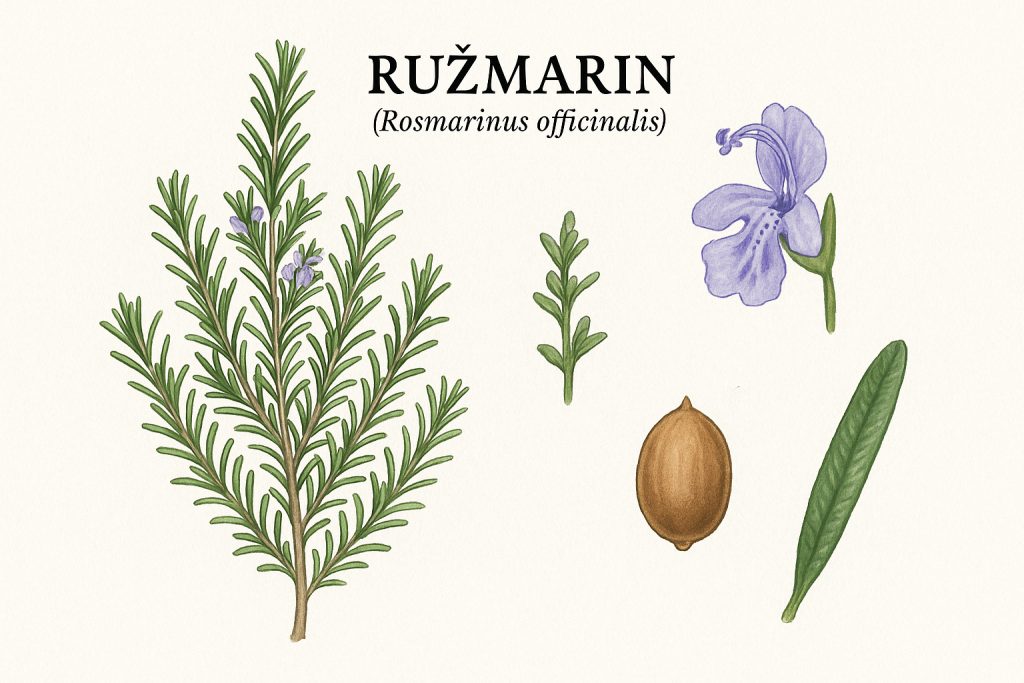 ružmarin, Rosmarinus officinalis