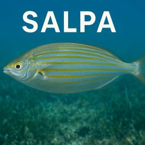Salpa, Sarpa salpa
