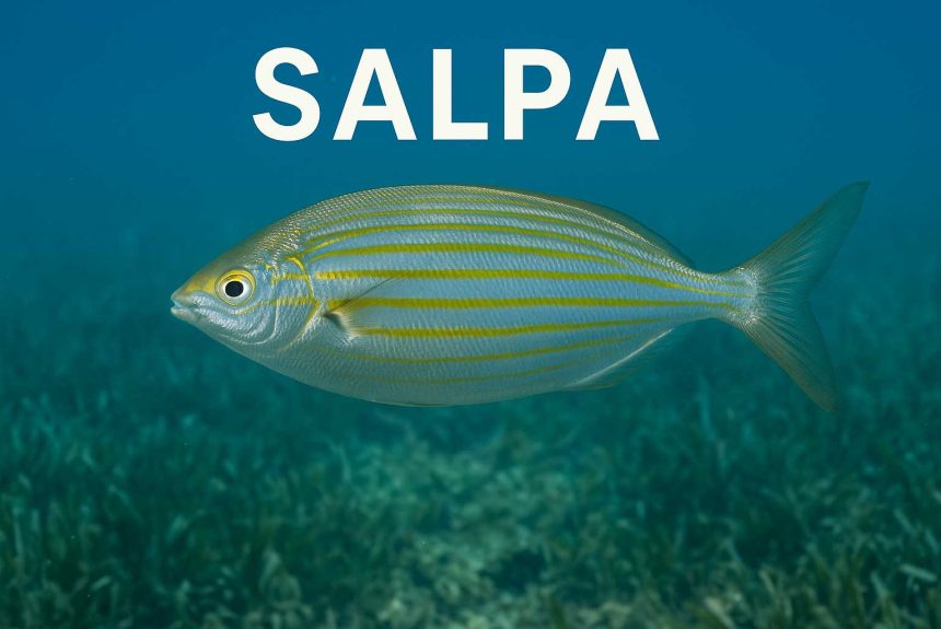 Salpa, Sarpa salpa