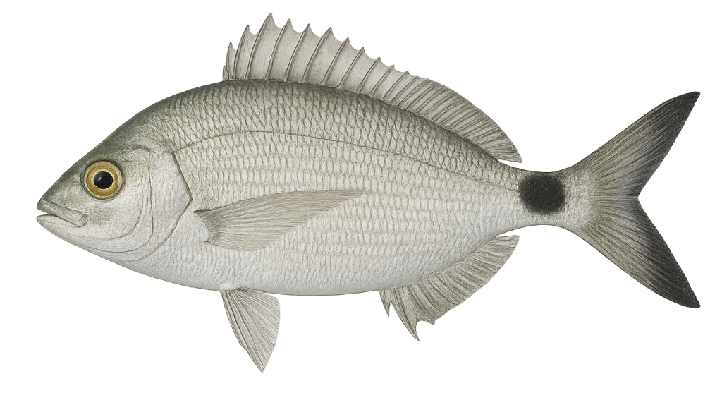 ušata, Oblada melanura, očada