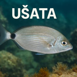 ušata, Oblada melanura, očada